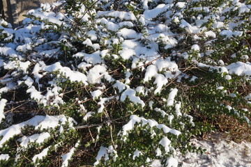 Green Boxwood Limbs with White Snow as Background