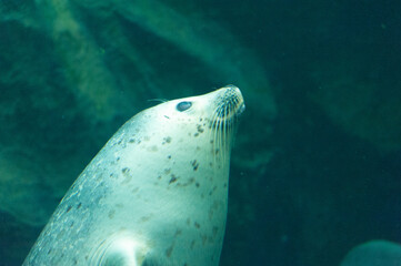 旭山動物園にて浮上する © rinmon