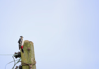 Great spotted woodpecker on a telegraph pole