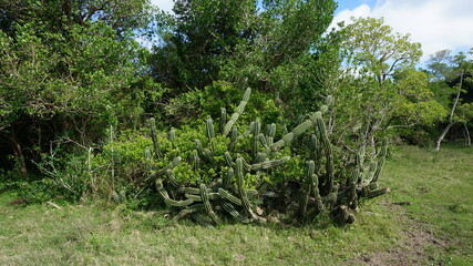 ombu tree, Phytolacca dioica forest in uruguay