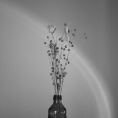 fleurs sechées en noir et blanc