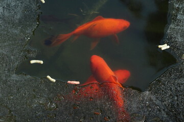 Red fish  in the frozen pond 