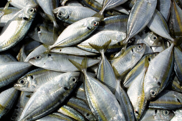 Several mackerels overlap.