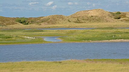 creek with saltwater and dunes on a sunny summer day in Het Zwin nature reserve, Knokke, Flanders,...