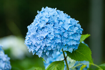 ひとつのアジサイ