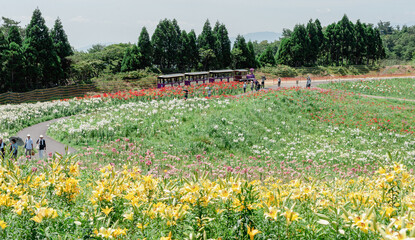 Obraz premium トロッコ列車と一面の花