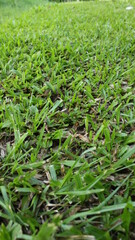 green grass that thrives in the yard