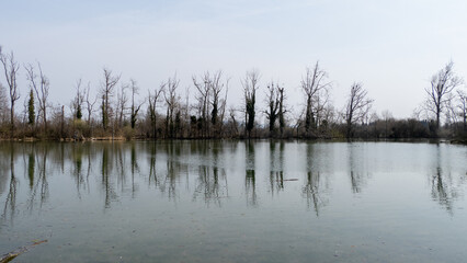 reflection of trees in water