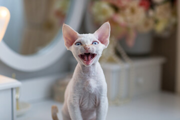 White Kitten breed Devon Rex says meow (close-up)  
