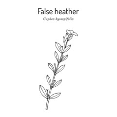 False heather, or elfin herb Cuphea hyssopifolia , medicinal plant