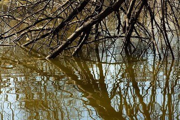 branches of a park tree in calm water with abstract reflection
