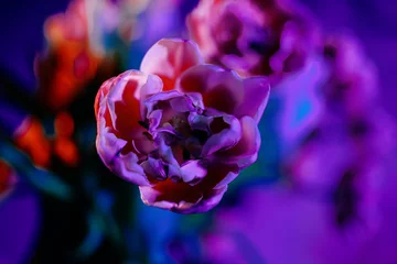 Photo sur Plexiglas Violet Arrière-plan de fleurs de pivoine néon avec flou artistique