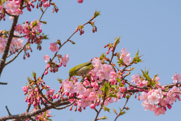 河津桜の蜜を吸うメジロ