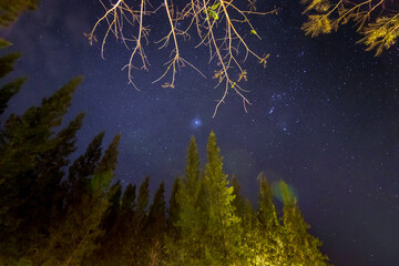 Beautiful night sky, starry sky in the night pine forest.