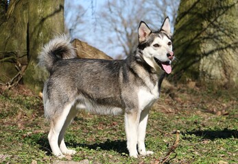 beautiful standing husky portrait in the autumn forest on a sunny day