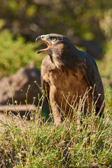 Dont take another step. Shot of a majestic bird of prey.