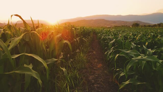Camera point of view farmer walking through the cornfield in the evening and light sunset, green maize corn crop in agriculture, animal feed agricultural industry, biofuel