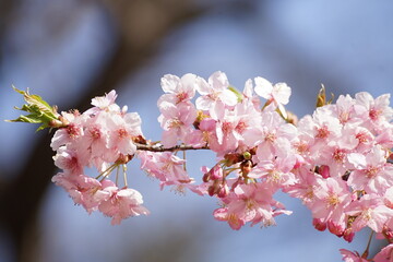 井の頭公園　桜の花