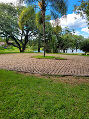 foto de uma palmeira 