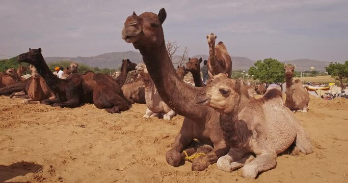Camels at Pushkar mela camel fair festival in field eating chewing. Pushkar, Rajasthan, India