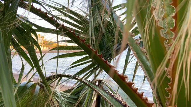 Beautiful tropical palms on the beach