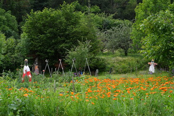 Superbe jardin avec un champs de coquelicots orange et deux épouvantails au bord d'un chemin de...