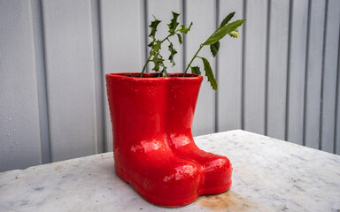 Red christmas boots plant pot with holly growing in them