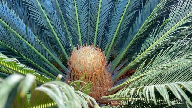 Beautiful and cute little palm. Tropical plant.