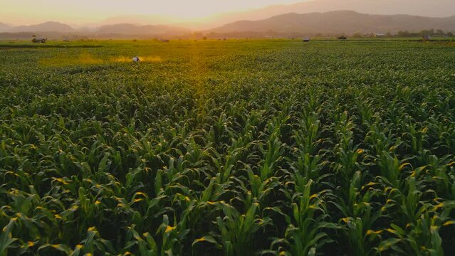 Aerial view above cornfield in evening and light shines sunset with Farmer spraying chemical in plantation near the mountain at countryside Thailand, animal feed agricultural industry, Drone shots