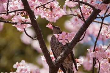 井の頭公園　桜の花　鳥