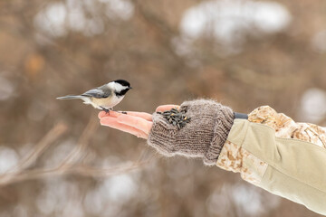 Fototapeta premium A black-capped chickadee coming to a hand to feed on bird seed. 