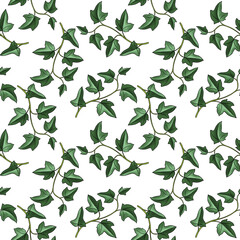 seamless pattern with drawing ivy plant , hedera, green leaves at white background, hand drawn illustration