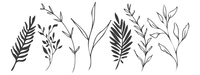 Vector plants and grasses. Minimalist black style of hand drawn plants. With leaves and organic shapes. For your own design.