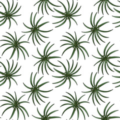 seamless pattern with drawing plant of cypriol, nutgrass, Cyperus scariosus at white background, hand drawn illustration