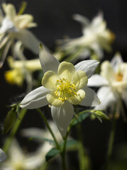 White Aquilegia flowers, beautiful spring flowers bloom, background