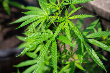 cannabis plant in a planting pot