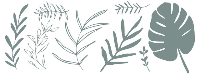 Vector plants and grasses. Minimalist style in green colors of hand drawn plants. With leaves and organic shapes. For your own design.