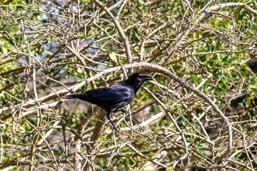 A bird in a tree taking twigs for building its nest