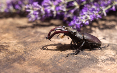 Male stag beetle. Large insect on a wooden board and against the background of a lavender branch. Nature, fauna