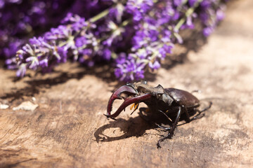 .Male stag beetle. Large insect on a wooden board and against the background of a lavender branch. Nature, fauna