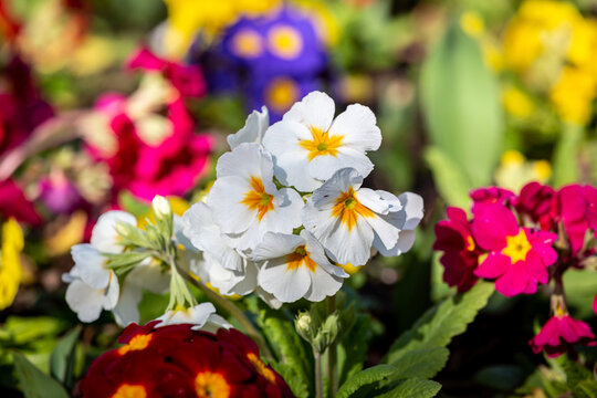 Primula Polyantha Flowers in the Spring Sunshine