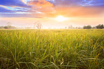 Rice field and sky background at sunset time with sun rays. organic rice field background with...