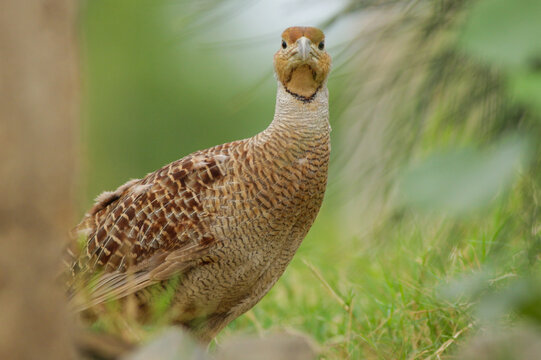 Grey Francolin