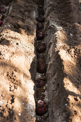 Planting hyacinth bulbs in the ground in the fall. Planting spring flowers, gardening