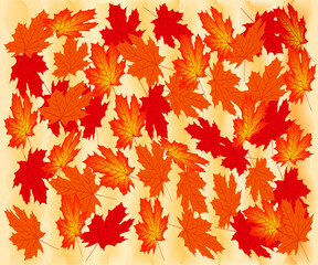 Naklejka na ściany i meble Autumn maple leaves, file EPS.8 illustration.