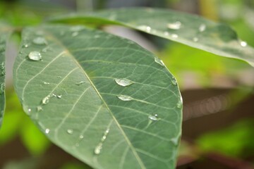 Water drops falling on the leaves