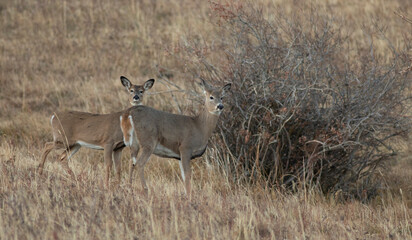 Pair of whitetail deer in Montana