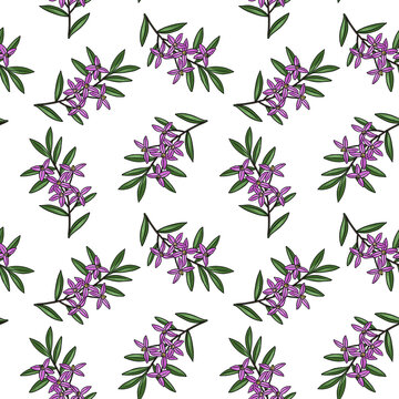 seamless pattern with drawing branch of boronia at white background, hand drawn illustration