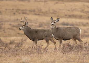 Naklejka na ściany i meble Mule deer buck and doe together in Montana