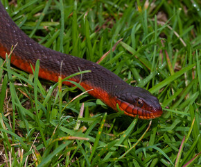 Obraz premium Curious red bellied snake in the morning
